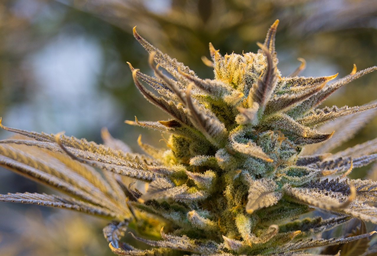pot, weed, plant, natural, herb, medicine, medical, green, dope, ganja, narcotic, grass, medicinal, sativa, marihuana, indica, joint, smoke, hashish, hemp, nature, legalize, bud, high, garden, indoor, aeroponics, brown medical, brown grass, brown garden, brown plant, brown smoke, brown medicine, brown gardening, brown plants